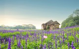 Cánh đồng hoa ngoại tím biếc giữa lòng Hà Nội